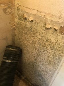 Mold Damage